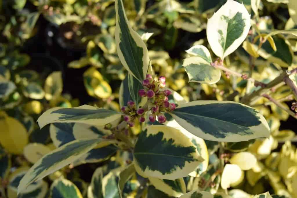 Ilex x altaclerensis 'Golden King' <span class="hidden specialOffer"></span> 30-40 cm